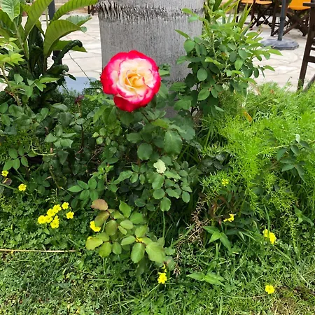 公寓 尼可之家酒店 利马索尔